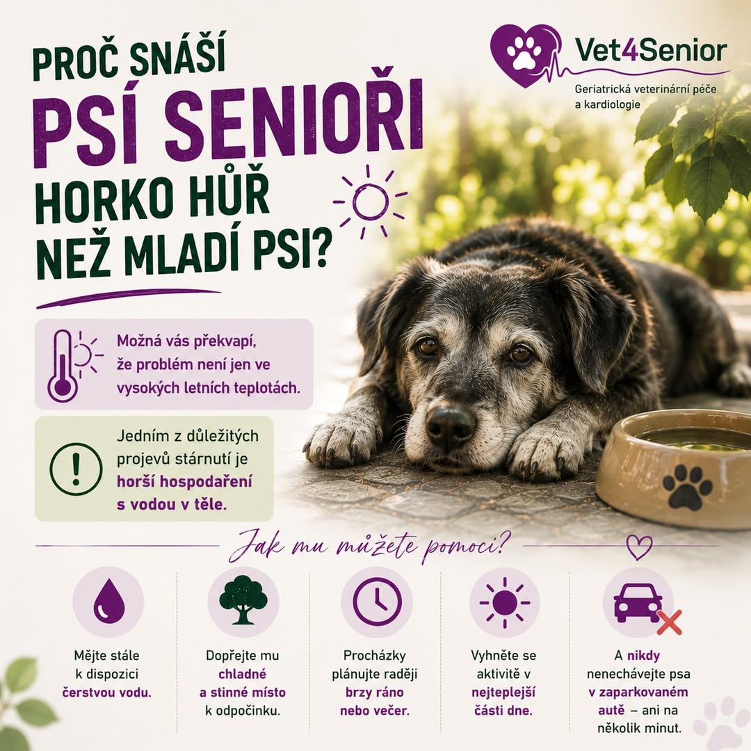 Proč snáší psí senioři horko hůř než mladí psi?