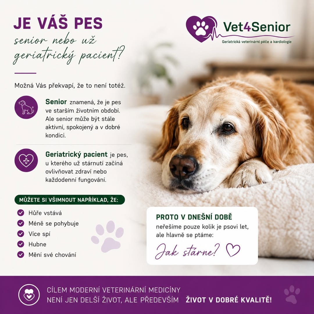 Je Váš pes jen senior, nebo už geriatrický pacient?