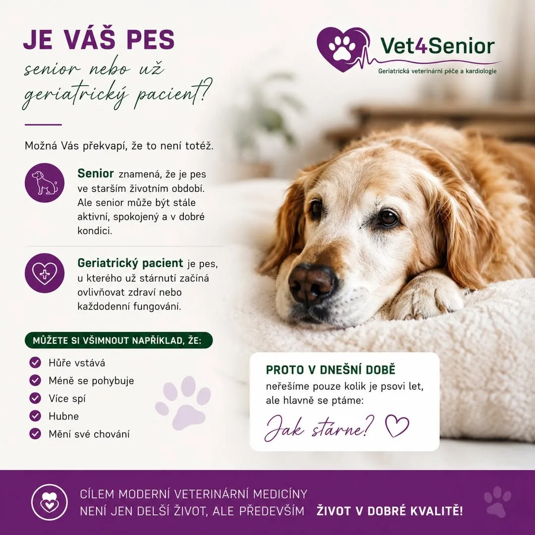 Je Váš pes jen senior, nebo už geriatrický pacient?