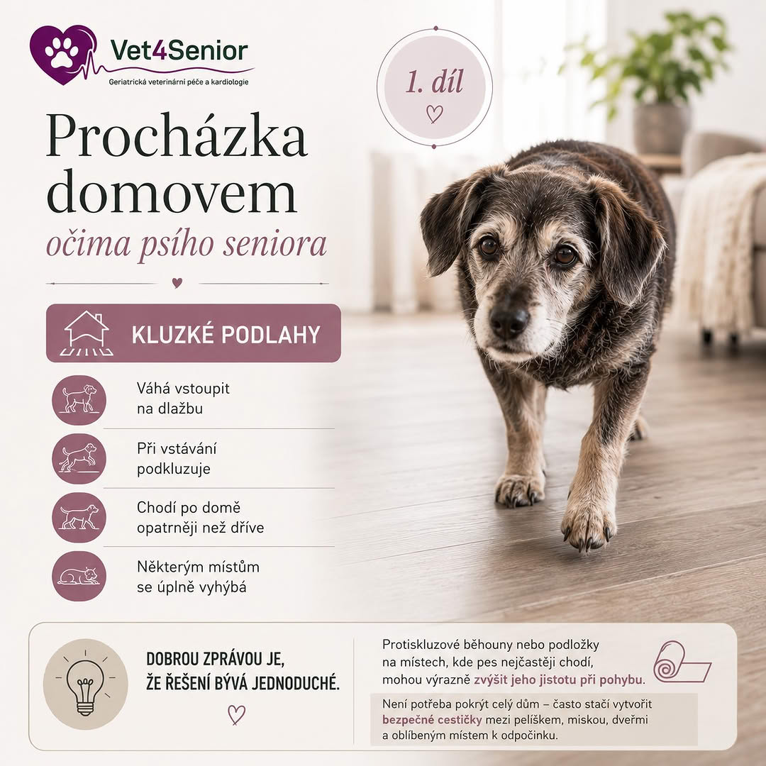 Procházka domovem očima psího seniora – 1. díl