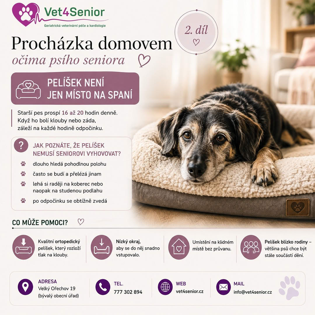Procházka domovem očima psího seniora – 2. díl
