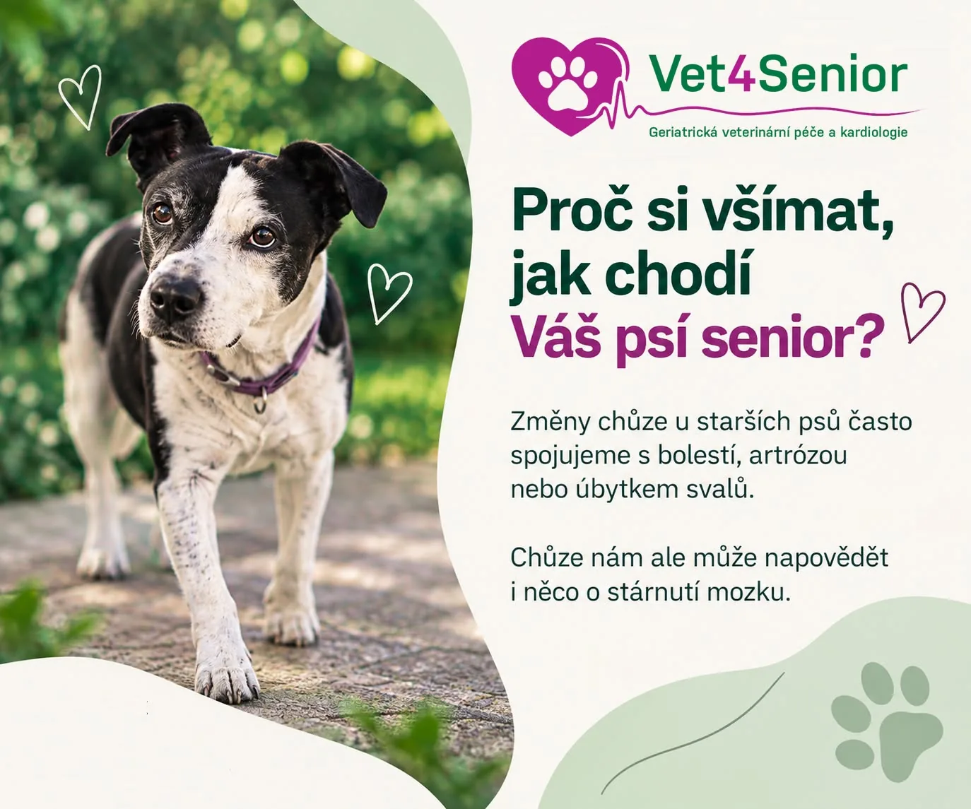 Proč si všímat, jak chodí váš psí senior