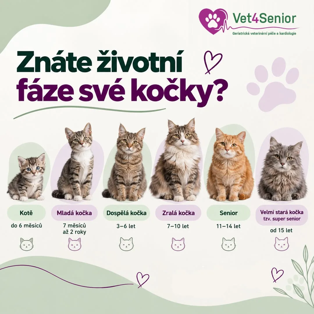 Znáte životní fáze své kočky